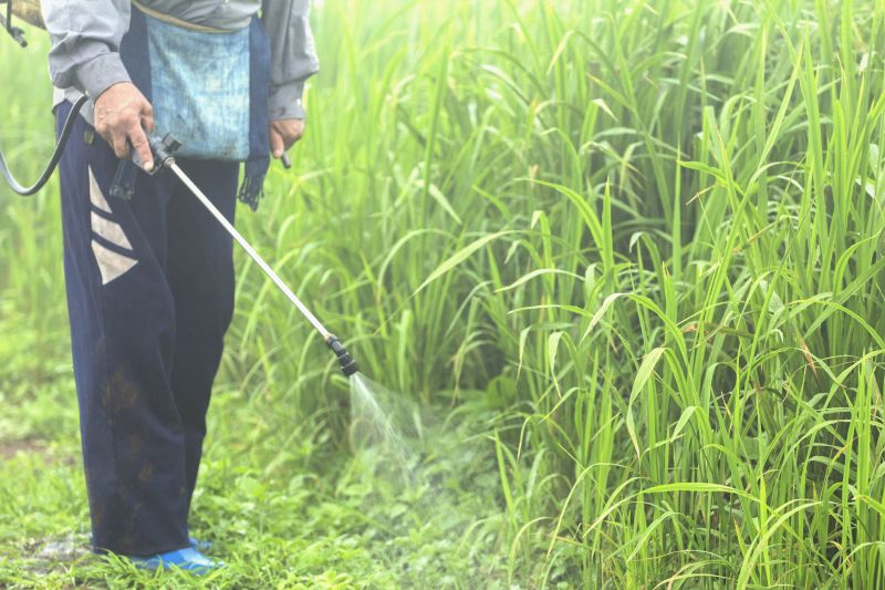 Lawn Herbicide Treatment in Honolulu, HI