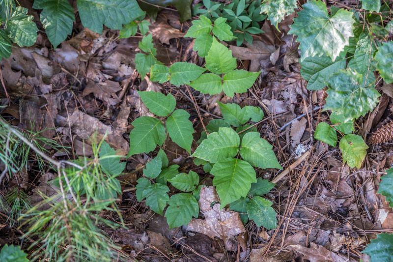 Poison Ivy Removal in Burlington County, NJ