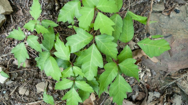 Poison Ivy Removal in Lancaster County, PA