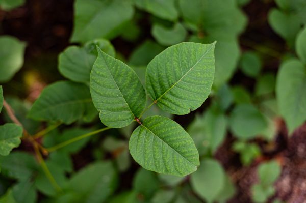 Poison Ivy Elimination