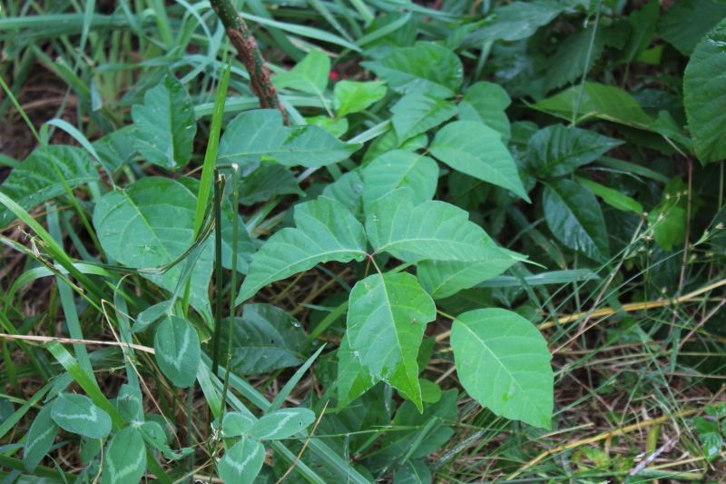 Poison Ivy Treatment