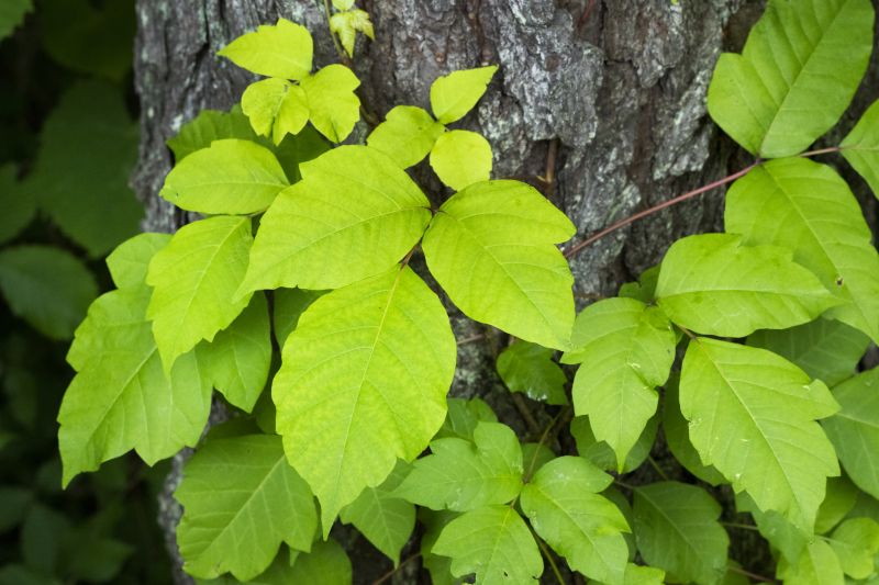 Poison Ivy Treatment