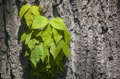 Poison Ivy Treatment