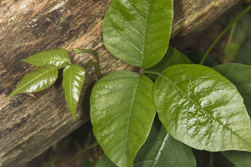 Poison Ivy Removal in Lancaster County, PA