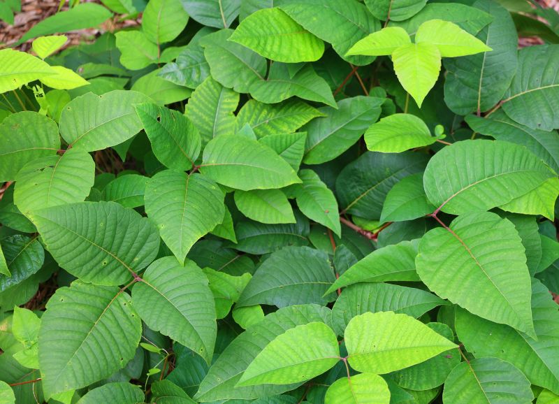 Poison Ivy Removal in Montgomery County, PA