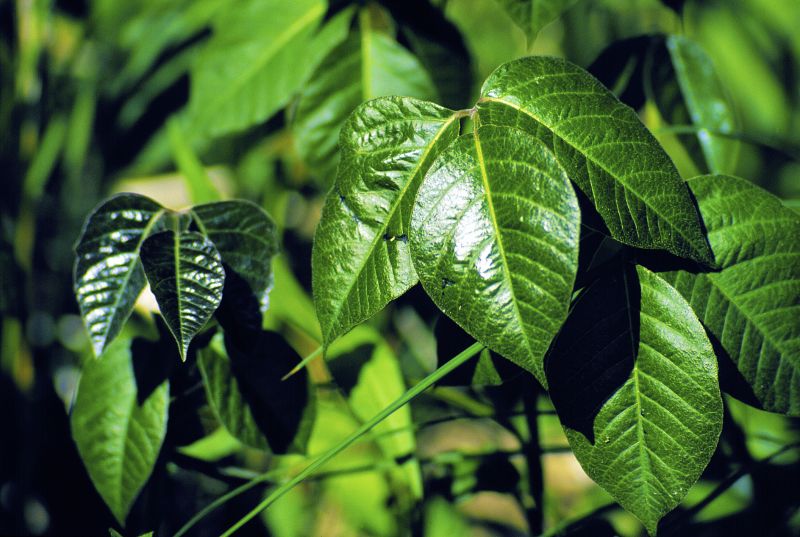 Poison Ivy Removal in Newark, DE