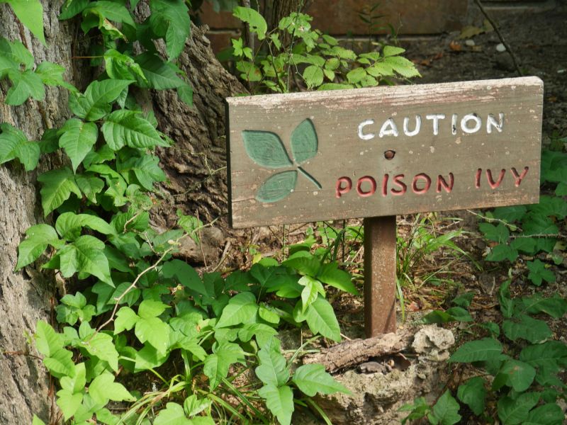 Poison Ivy Treatment