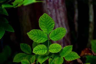 Poison Oak Removal in Montgomery County, PA