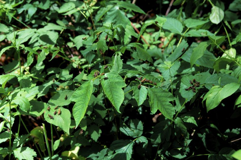 Poison Oak Removal in Doylestown, PA